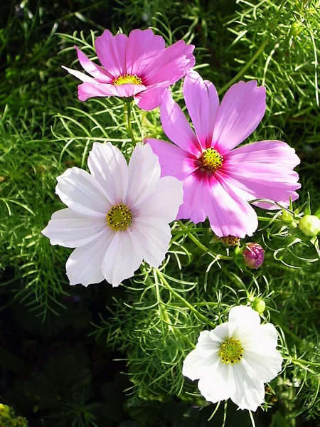 Verão Campo Flores Pétalas Cosmos Flor — Fotografia de Stock