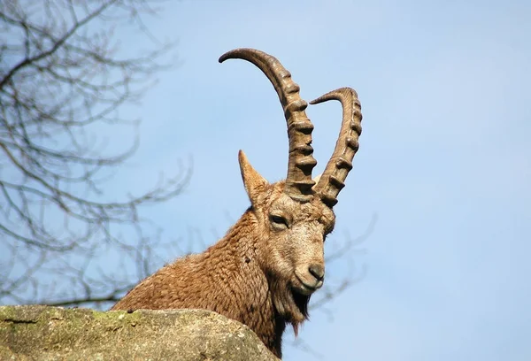 Animal Sauvage Capricorne Chèvre Aux Cornes — Photo