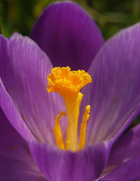 Krokusy Kwitnące Kwiaty Przyrodzie Wiosenna Flora — Zdjęcie stockowe