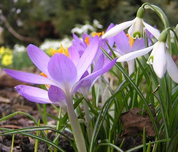 Crocus Flowers Bloom Spring Flora — Stock Photo, Image