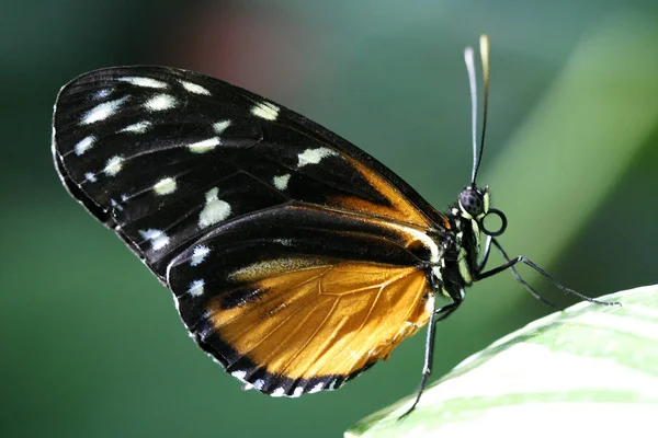 Vue Rapprochée Beau Papillon Coloré — Photo