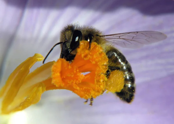 Schöne Blumen Blumiges Konzept Hintergrund — Stockfoto