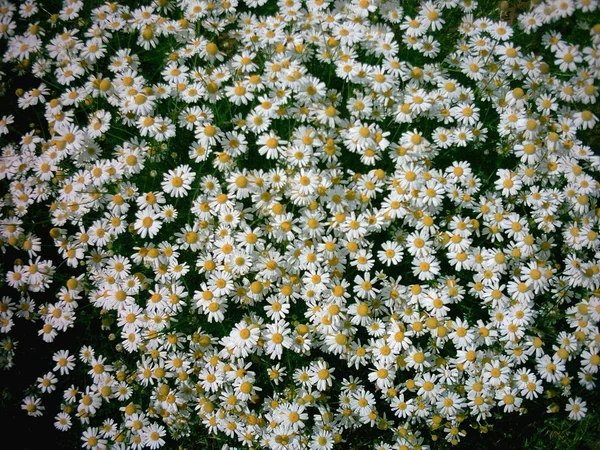 美しい花 花のコンセプトの背景 — ストック写真