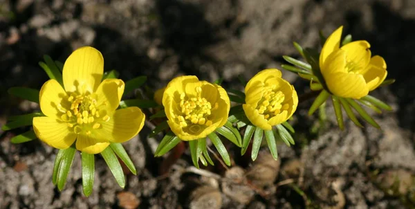 Krokussen Bloeiende Bloemen Natuur Lenteflora — Stockfoto