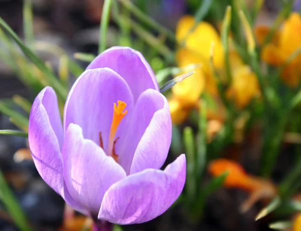 Крокусові Квіти Весняна Флора Пелюстки — стокове фото