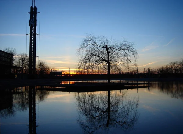 Eiland Boom Bij Neue Messe — Stockfoto