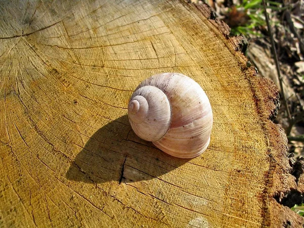 Hélice Mollusque Escargot Coquille — Photo