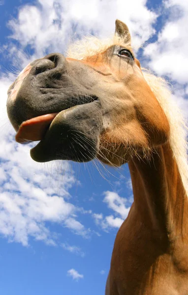 Nutztiere Selektiver Fokus — Stockfoto