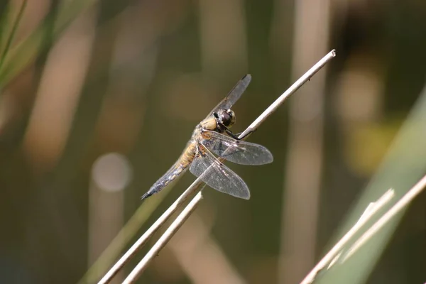 Inseto Libélula Odonata Voar — Fotografia de Stock