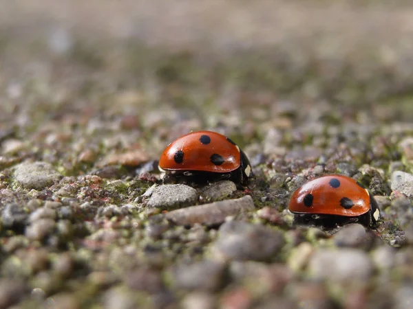 Close Bug Natureza Selvagem — Fotografia de Stock