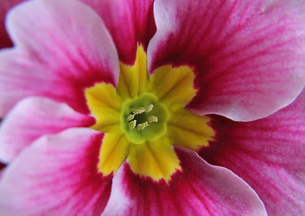 Blütenblätter Sommerflora — Stockfoto