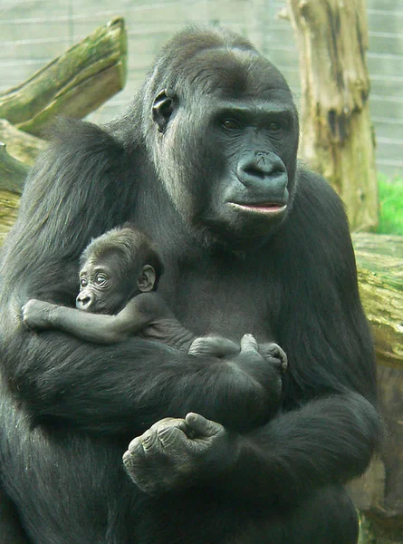 Primat Gorilla Affe Affe — Stockfoto