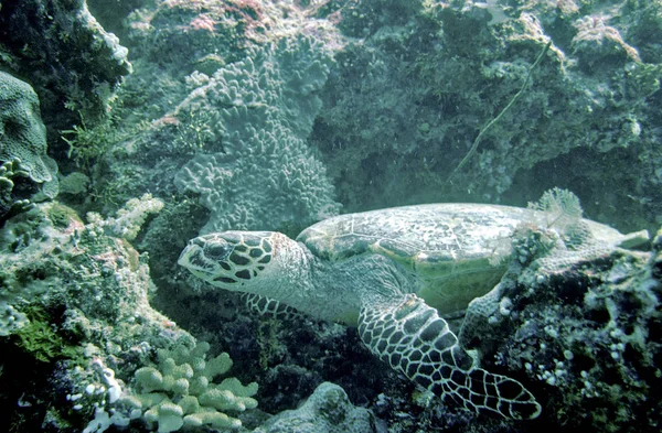 Vacanza Sogno Nell Isola Maldive — Foto Stock