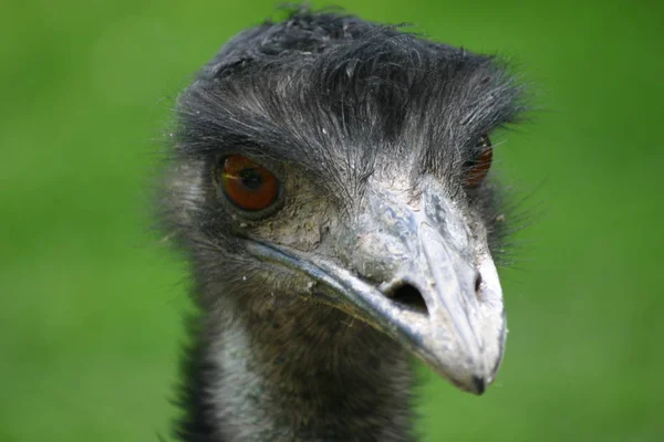 ダチョウの鳥野生生物 — ストック写真