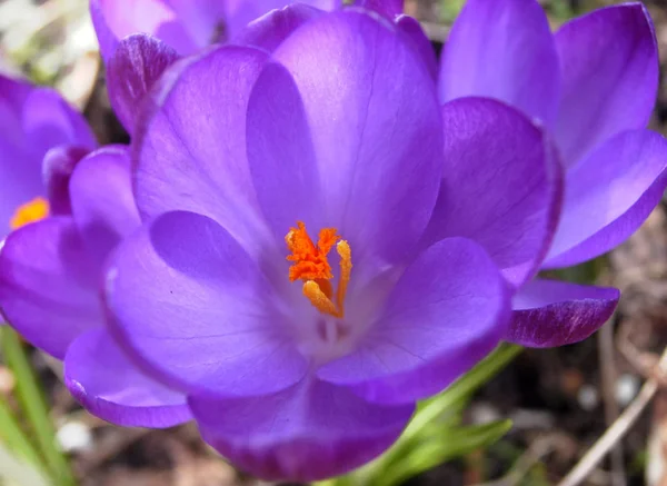 Krokusy Kwitnące Kwiaty Przyrodzie Wiosenna Flora — Zdjęcie stockowe