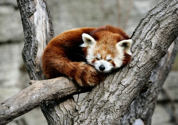 Pequeño Oso Panda Roja — Foto de Stock