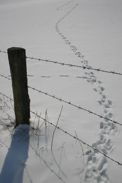 雪地里的痕迹 — 图库照片