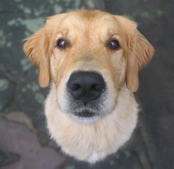 かわいい犬の屋外ショット — ストック写真