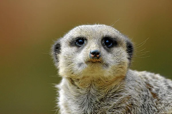 Meerkat Animal Suricatta — 스톡 사진