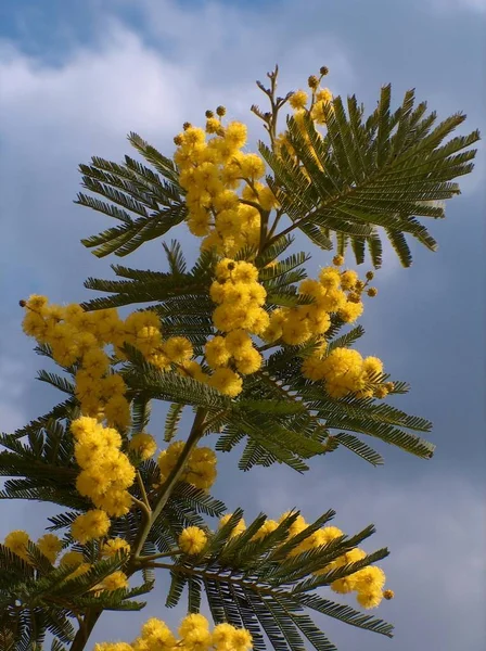 Flori Galben Mimosa Flora — Fotografie, imagine de stoc