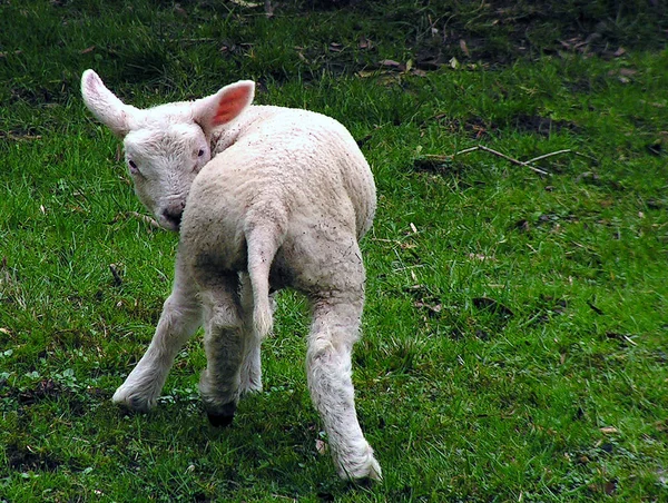 Als Landbouwhuisdier Gehouden Schapen Grasland — Stockfoto