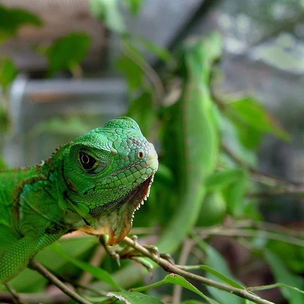 Kertenkele Iguana Yırtıcı Hayvan — Stok fotoğraf