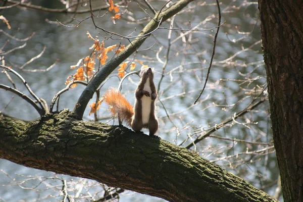 可愛いリス動物のげっ歯類 — ストック写真