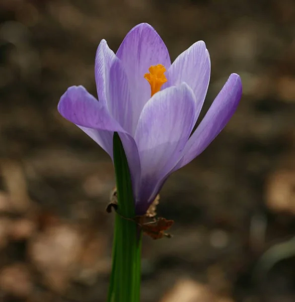 Lkbahar Crocus Çiçekleri Açar — Stok fotoğraf