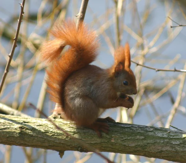 Niedliches Eichhörnchen Lustiges Nagetier — Stockfoto