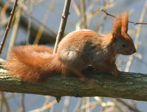 Cute Squirrel Animal Funny Rodent — Stock Photo, Image