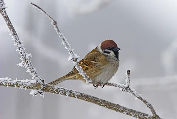 Szenischer Blick Auf Niedlichen Sperling Vogel — Stockfoto