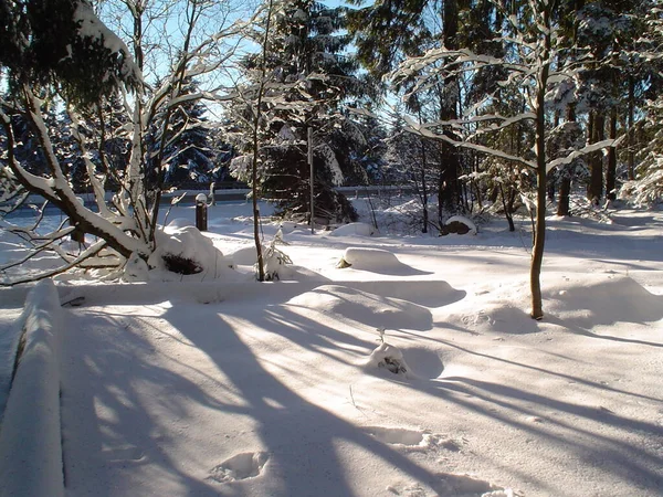 Górny Harz Zima — Zdjęcie stockowe