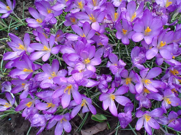 Квіти Кроку Розквітають Весняна Флора — стокове фото