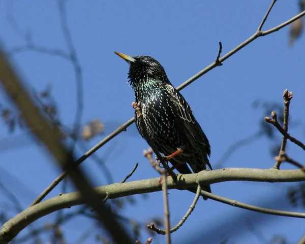 Schilderachtig Uitzicht Prachtige Vogel Natuur — Stockfoto