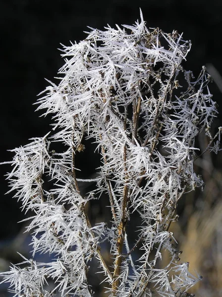 Frost Needles Winter Dry Plant — Stok Foto