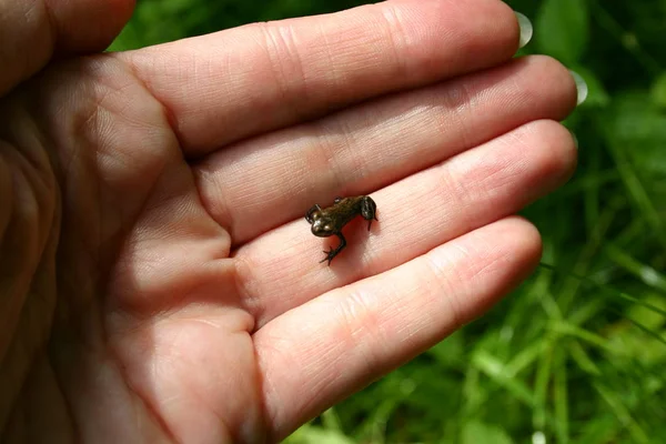 Close Beeld Van Bug Natuur — Stockfoto