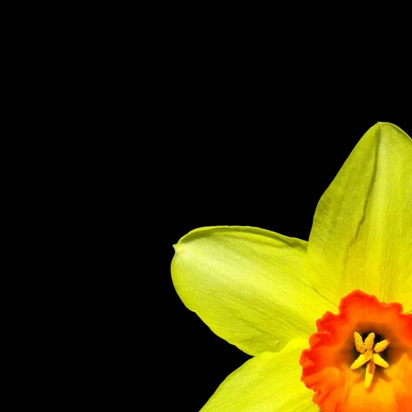 Нарциси Весняні Пелюстки Квітів Флора — стокове фото