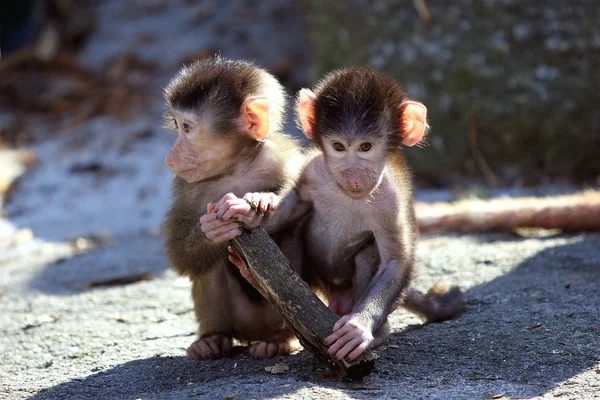 Animais Jovens Foco Seletivo — Fotografia de Stock