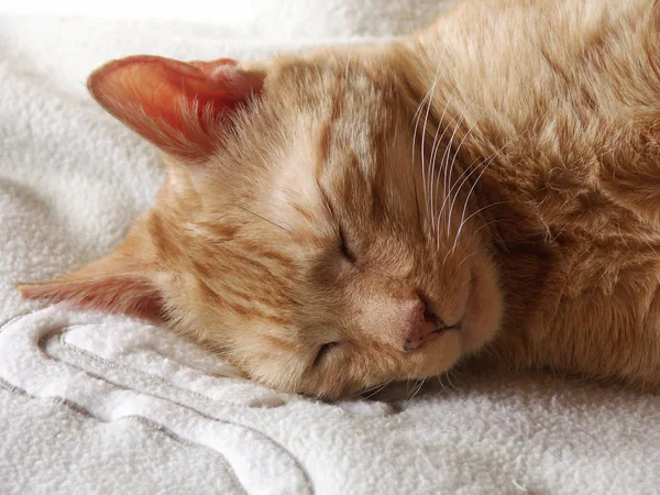 Fotoğrafta Yaşındaki Kırmızı Kedimiz Öğle Uykusunda Yüksek Sesle Horluyor — Stok fotoğraf