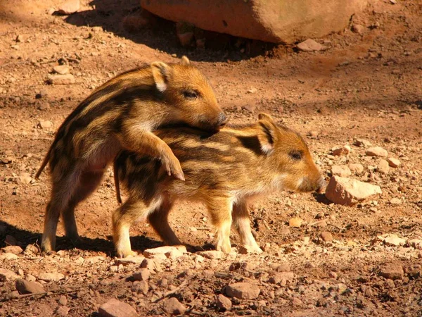 Young Animals Selective Focus — Stock Photo, Image