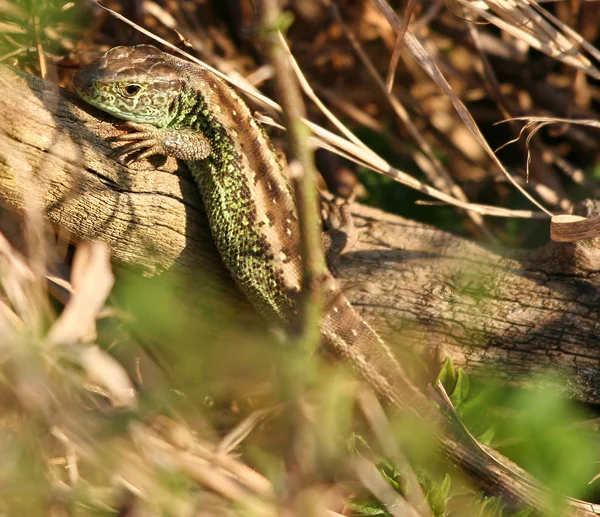 Perto Lagarto Habitat Conceito Selvageria — Fotografia de Stock