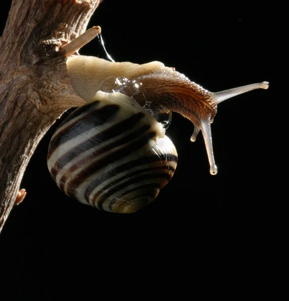 Hélice Molusco Caracol Concha Animal —  Fotos de Stock