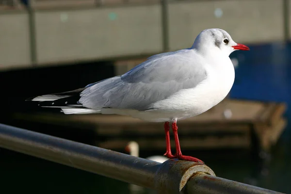 Något Behöver Regenereras Även Mås — Stockfoto