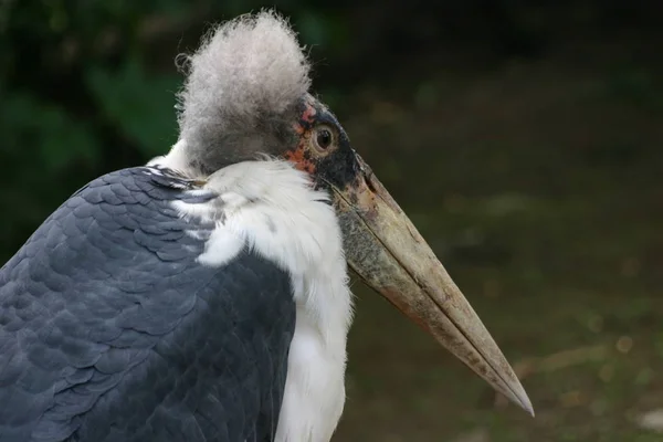 Vista Panorâmica Belo Pássaro Marabou — Fotografia de Stock