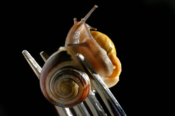 달팽이 연체동물 — 스톡 사진