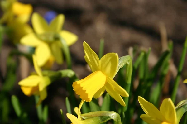 Bahar Çiçeği Güzel Narcissus — Stok fotoğraf