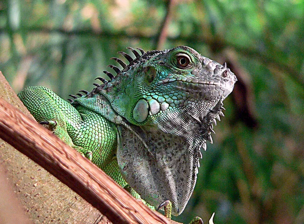 Lagartija Iguana Depredador Animal —  Fotos de Stock