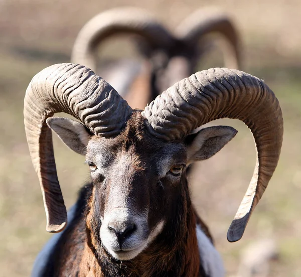 Naturaleza Salvaje Animal Capricornio Cabra Con Cuernos —  Fotos de Stock