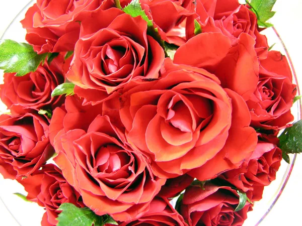 Rosas Flores Pétalos Flora —  Fotos de Stock