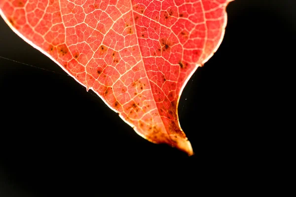 Hermoso Plano Botánico Fondo Pantalla Natural — Foto de Stock